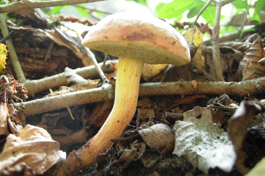 Xerocomus ferrugineus?  Lepiota sp?